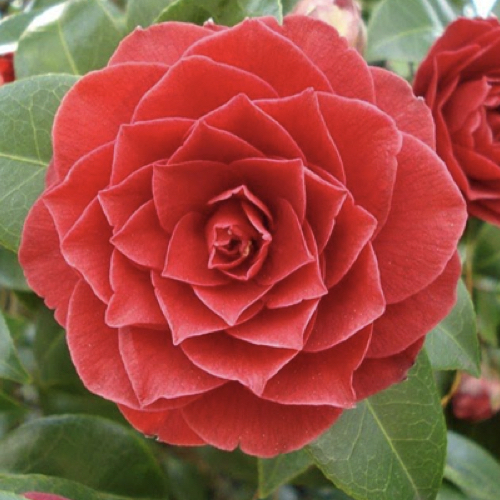 Middlemist Red